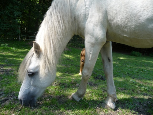 001-pony
