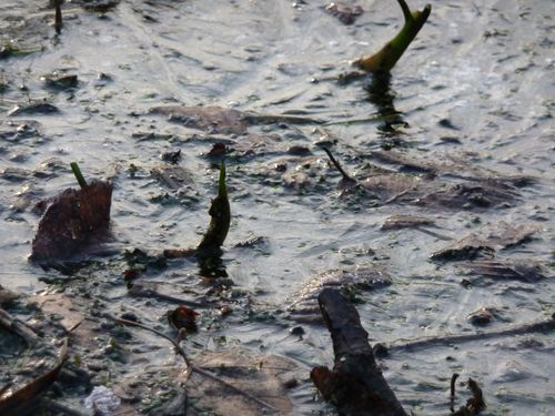 03-eis-im-teich